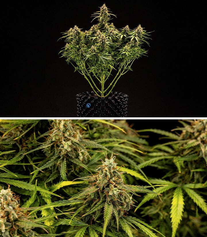 Milky Way Grow Report Week 9 Milky Way Grow Report Week 9